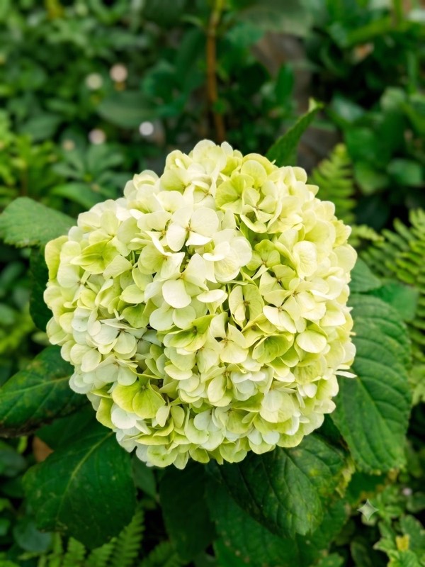 Green Hydrangea